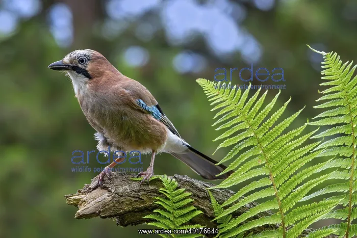 : Eurasian jay, European jay (Garrulus glandarius) : Eurasian jay, European jay (Garrulus glandarius)