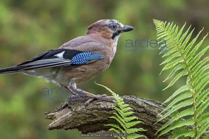 : Eurasian jay, European jay (Garrulus glandarius) : Eurasian jay, European jay (Garrulus glandarius)