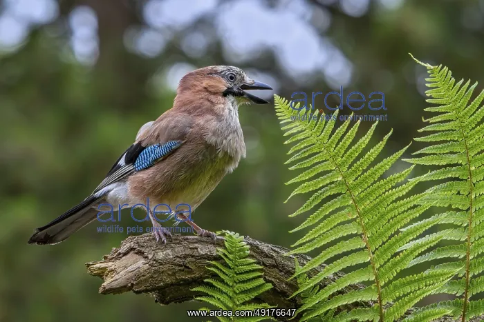 : Eurasian jay, European jay (Garrulus glandarius) : Eurasian jay, European jay (Garrulus glandarius)