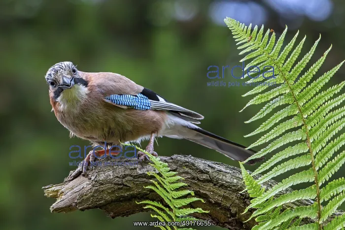 : Eurasian jay, European jay (Garrulus glandarius) : Eurasian jay, European jay (Garrulus glandarius)
