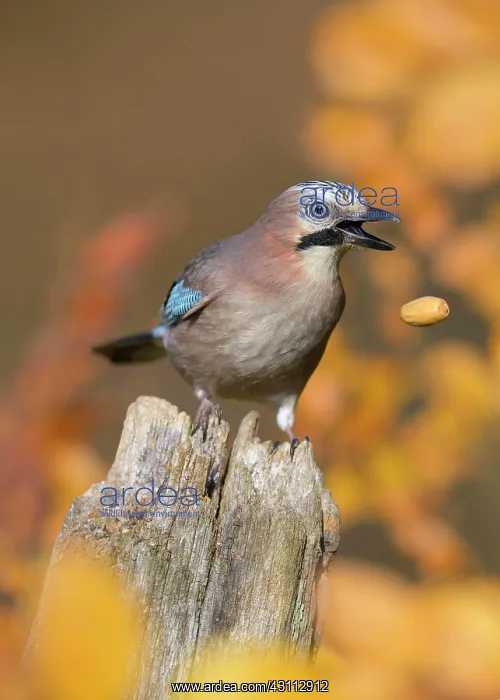 : Eurasian jay (Garrulus glandarius), in autumn, sitting : Eurasian jay (Garrulus glandarius), in autumn, sitting
