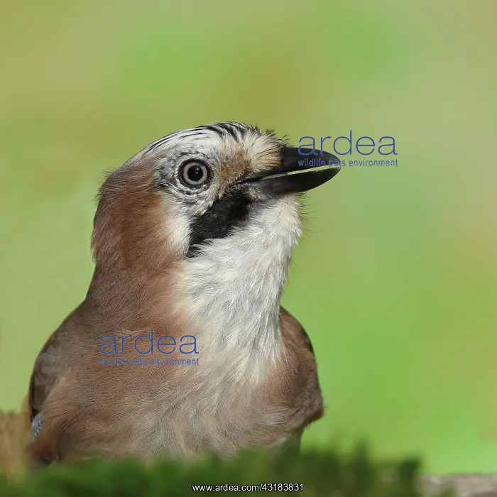 : Eurasian jay (Garrulus glandarius), animal portrait : Eurasian jay (Garrulus glandarius), animal portrait