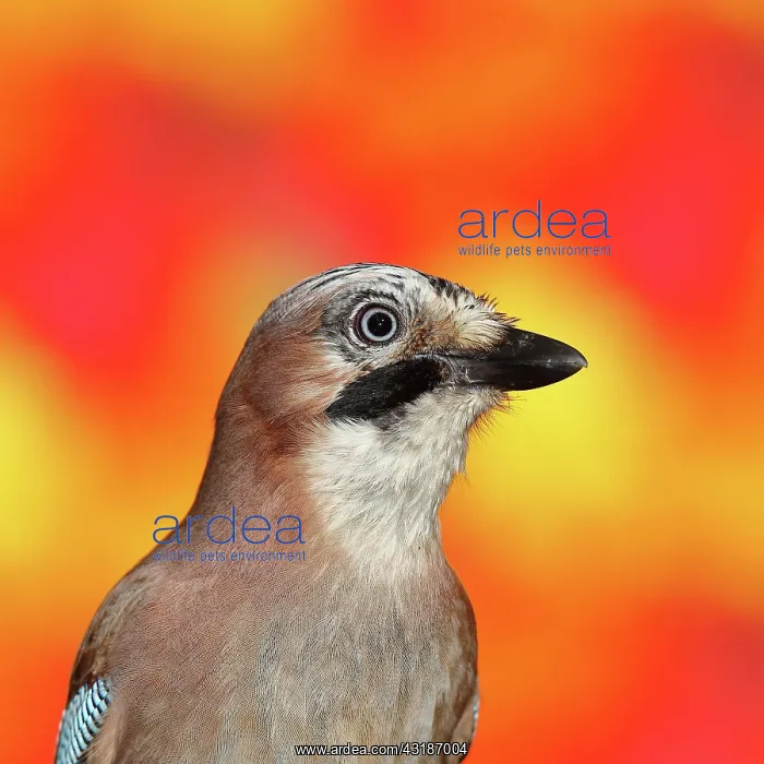 : Eurasian jay (Garrulus glandarius), animal portrait : Eurasian jay (Garrulus glandarius), animal portrait