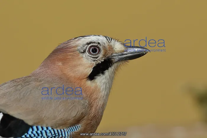 : Eurasian jay (Garrulus glandarius), animal portrait
