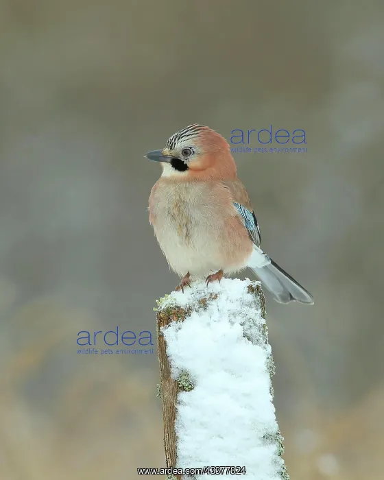: Eurasian jay (Garrulus glandarius), sitting on snow-covered : Eurasian jay (Garrulus glandarius), sitting on snow-covered
