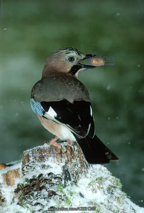 : Eurasian jay (Garrulus glandarius) with acorn in : Eurasian jay (Garrulus glandarius) with acorn in