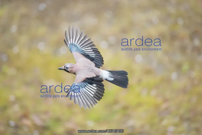 : Eurasian Jay, Garrulus glandarius, adult bird in : Eurasian Jay, Garrulus glandarius, adult bird in