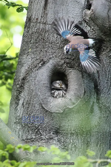 : Eurasian jay (Garrulus glandarius) attacked Tawny : Eurasian jay (Garrulus glandarius) attacked Tawny