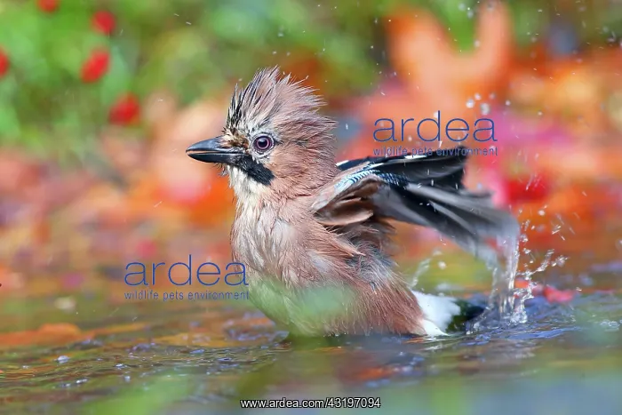 : Eurasian jay (Garrulus glandarius) bathes in shallow : Eurasian jay (Garrulus glandarius) bathes in shallow