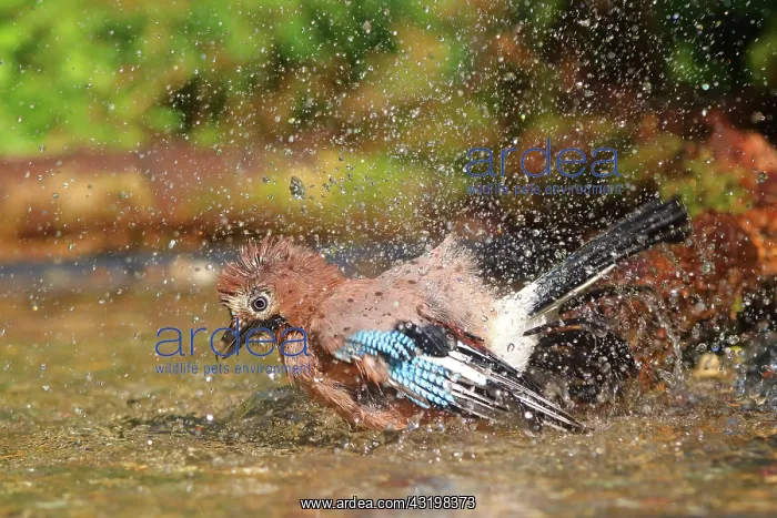 : Eurasian jay (Garrulus glandarius) bathes in shallow : Eurasian jay (Garrulus glandarius) bathes in shallow