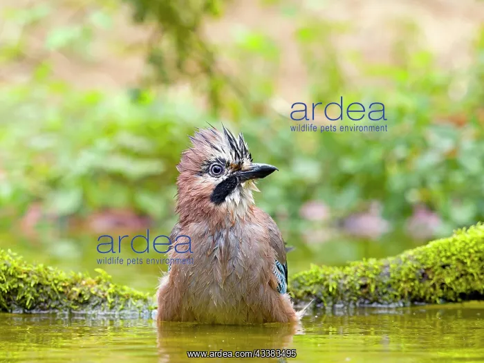 : Eurasian jay (Garrulus glandarius) bathing in shallow : Eurasian jay (Garrulus glandarius) bathing in shallow