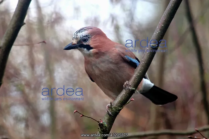 : Eurasian Jay (Garrulus glandarius) on a branch : Eurasian Jay (Garrulus glandarius) on a branch