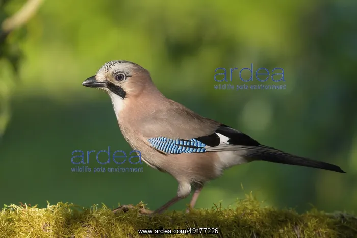 : Eurasian jay (Garrulus glandarius) on branch with moss : Eurasian jay (Garrulus glandarius) on branch with moss