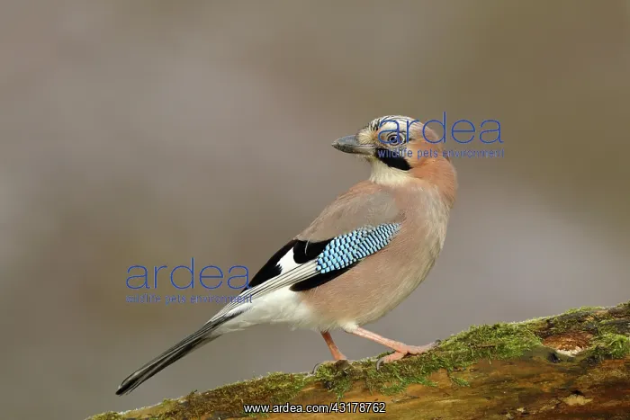: Eurasian jay (Garrulus glandarius), on branch, Wilden : Eurasian jay (Garrulus glandarius), on branch, Wilden