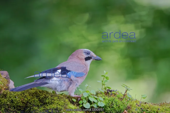 : Eurasian Jay Garrulus glandarius Carpathian Mountains : Eurasian Jay Garrulus glandarius Carpathian Mountains
