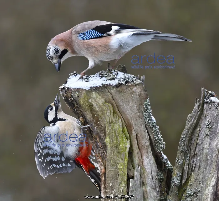 : Eurasian Jay (Garrulus glandarius) creeping a Great : Eurasian Jay (Garrulus glandarius) creeping a Great