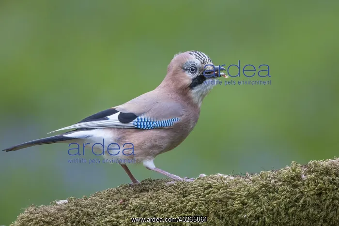 : Eurasian Jay (Garrulus glandarius) eating nuts : Eurasian Jay (Garrulus glandarius) eating nuts