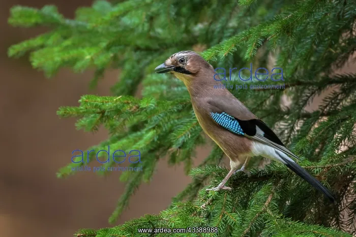 : Eurasian Jay (Garrulus glandarius) Eichelhcher : Eurasian Jay (Garrulus glandarius) Eichelhcher