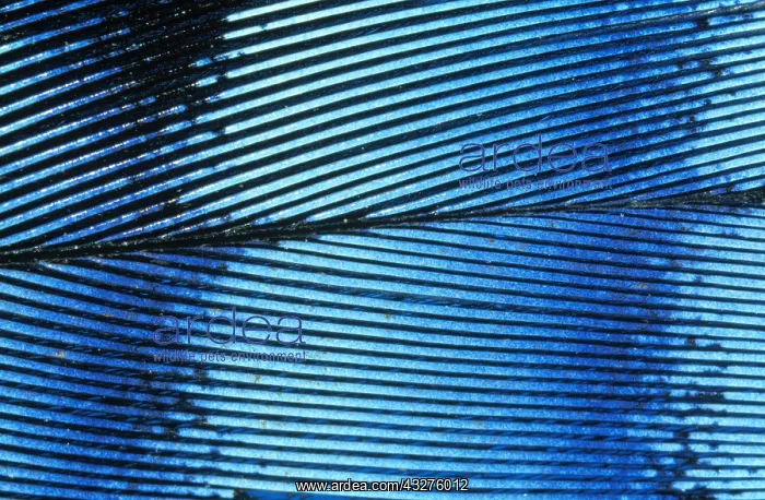 : Eurasian Jay (Garrulus glandarius) feather deta : Eurasian Jay (Garrulus glandarius) feather deta