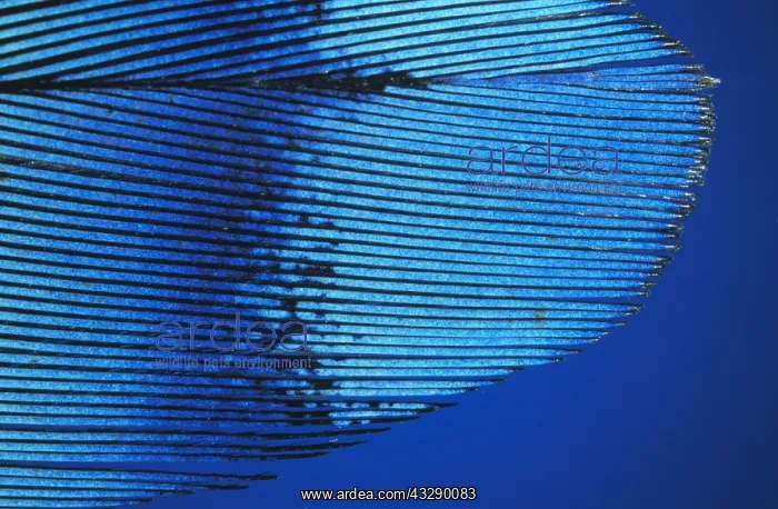: Eurasian Jay (Garrulus glandarius) feather deta : Eurasian Jay (Garrulus glandarius) feather deta