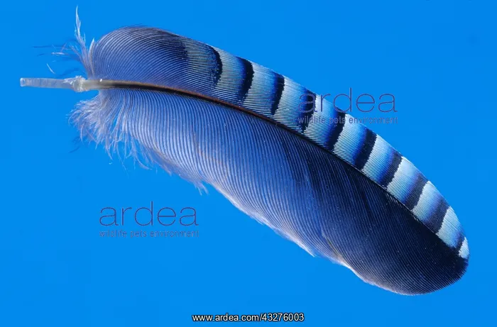  : Eurasian Jay (Garrulus glandarius) feather, Eur