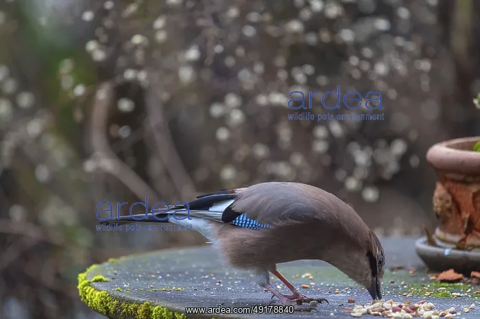 : Eurasian jay (Garrulus glandarius) fetching nuts from the patio table : Eurasian jay (Garrulus glandarius) fetching nuts from the patio table
