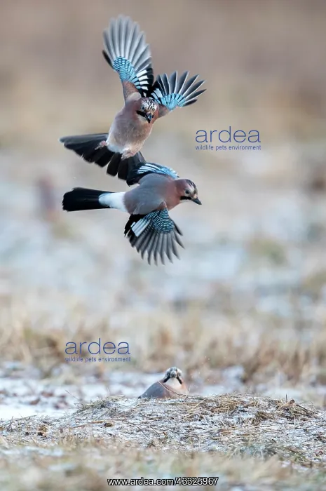 : Eurasian Jay (Garrulus glandarius) in flight, Bi : Eurasian Jay (Garrulus glandarius) in flight, Bi