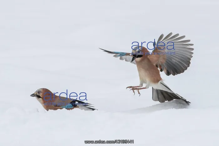 : Eurasian jay (Garrulus glandarius) in flight, winter : Eurasian jay (Garrulus glandarius) in flight, winter