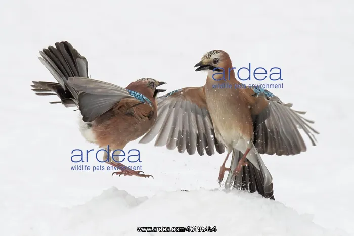 : Eurasian jay (Garrulus glandarius) in flight, winter : Eurasian jay (Garrulus glandarius) in flight, winter