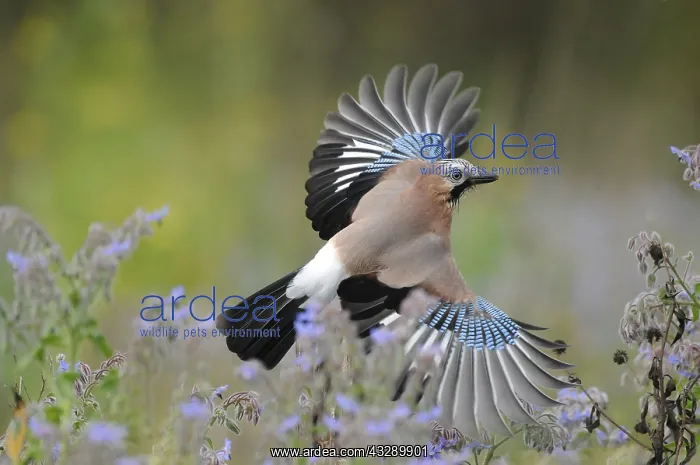 : Eurasian Jay (Garrulus glandarius) flying, The : Eurasian Jay (Garrulus glandarius) flying, The