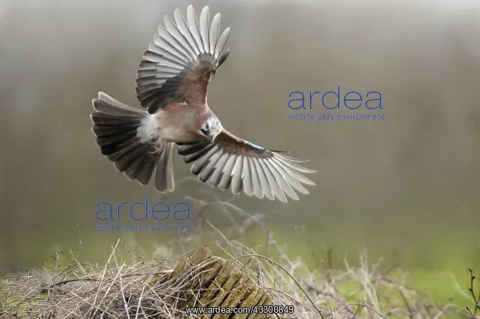 : Eurasian Jay (Garrulus glandarius) flying, The : Eurasian Jay (Garrulus glandarius) flying, The