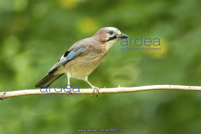 : Eurasian jay (Garrulus glandarius) Germany : Eurasian jay (Garrulus glandarius) Germany