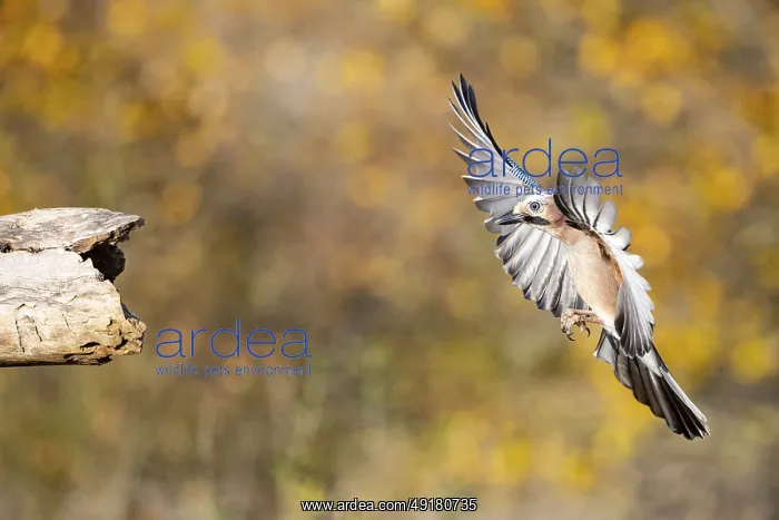 : Eurasian jay (Garrulus glandarius) Germany : Eurasian jay (Garrulus glandarius) Germany