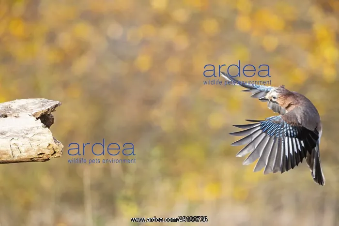 : Eurasian jay (Garrulus glandarius) Germany : Eurasian jay (Garrulus glandarius) Germany
