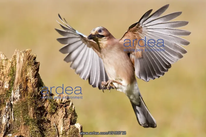 : Eurasian jay (Garrulus glandarius) Germany : Eurasian jay (Garrulus glandarius) Germany