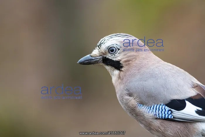 : Eurasian jay (Garrulus glandarius) Germany : Eurasian jay (Garrulus glandarius) Germany