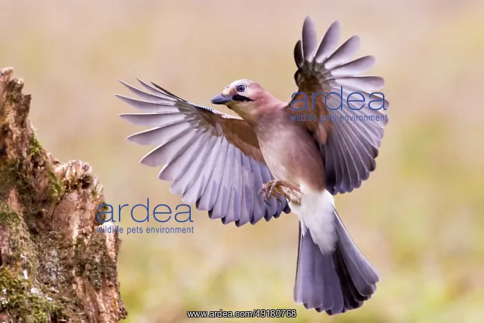 : Eurasian jay (Garrulus glandarius) Germany : Eurasian jay (Garrulus glandarius) Germany