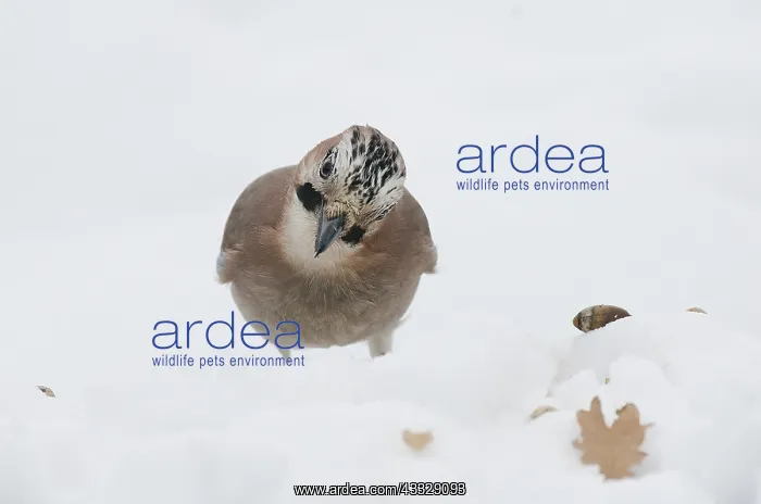 : Eurasian Jay (Garrulus glandarius) looking for acorns : Eurasian Jay (Garrulus glandarius) looking for acorns