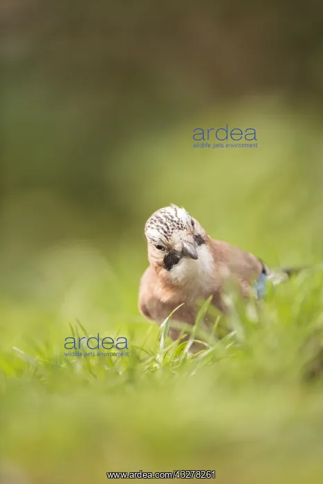 : Eurasian Jay (Garrulus glandarius) perched in t : Eurasian Jay (Garrulus glandarius) perched in t