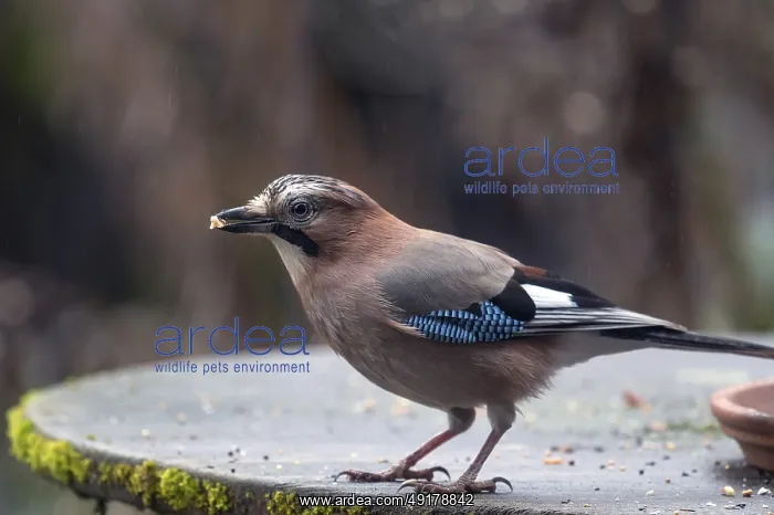 : Eurasian jay (Garrulus glandarius) picking grains from a patio table : Eurasian jay (Garrulus glandarius) picking grains from a patio table