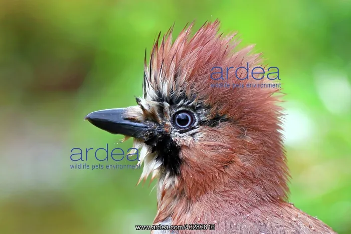 : Eurasian jay (Garrulus glandarius), portrait with : Eurasian jay (Garrulus glandarius), portrait with
