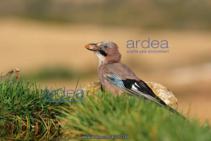 : Eurasian Jay (Garrulus glandarius) with seeds in : Eurasian Jay (Garrulus glandarius) with seeds in