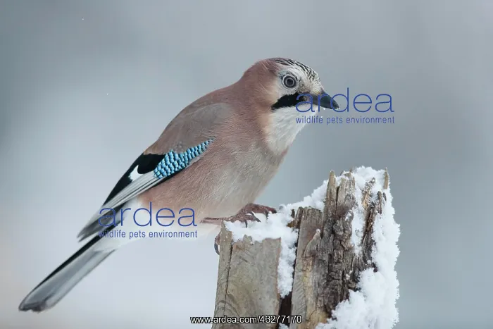 : Eurasian jay (Garrulus glandarius), sits on wooden : Eurasian jay (Garrulus glandarius), sits on wooden