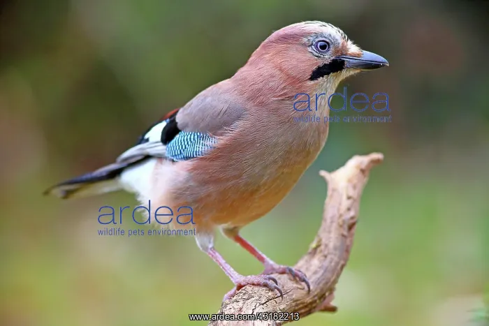 : Eurasian jay (Garrulus glandarius), sitting on a : Eurasian jay (Garrulus glandarius), sitting on a