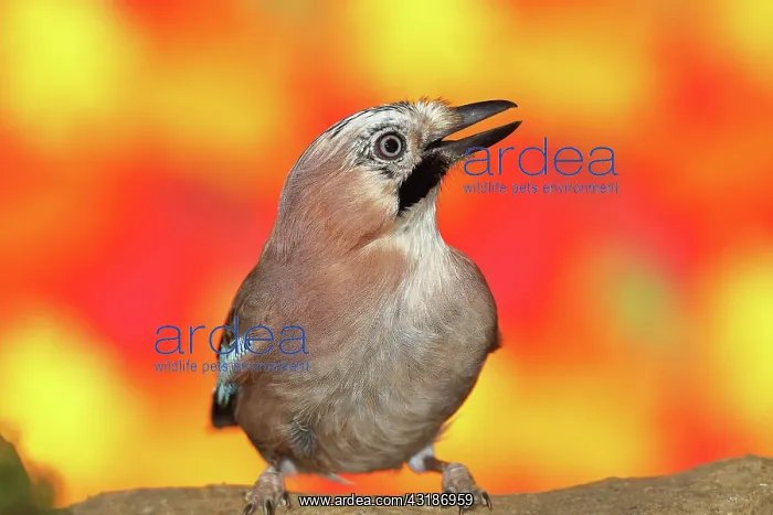 : Eurasian jay (Garrulus glandarius), sitting in front : Eurasian jay (Garrulus glandarius), sitting in front