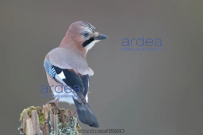 : Eurasian jay (Garrulus glandarius) sitting on a : Eurasian jay (Garrulus glandarius) sitting on a