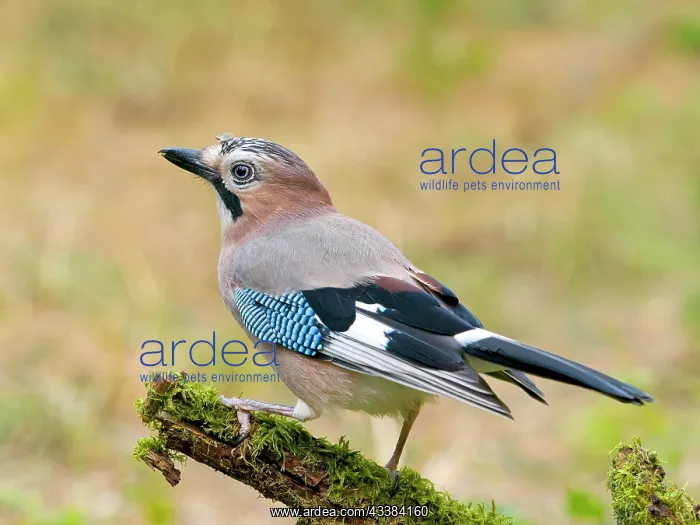 : Eurasian jay (Garrulus glandarius) sitting on a : Eurasian jay (Garrulus glandarius) sitting on a