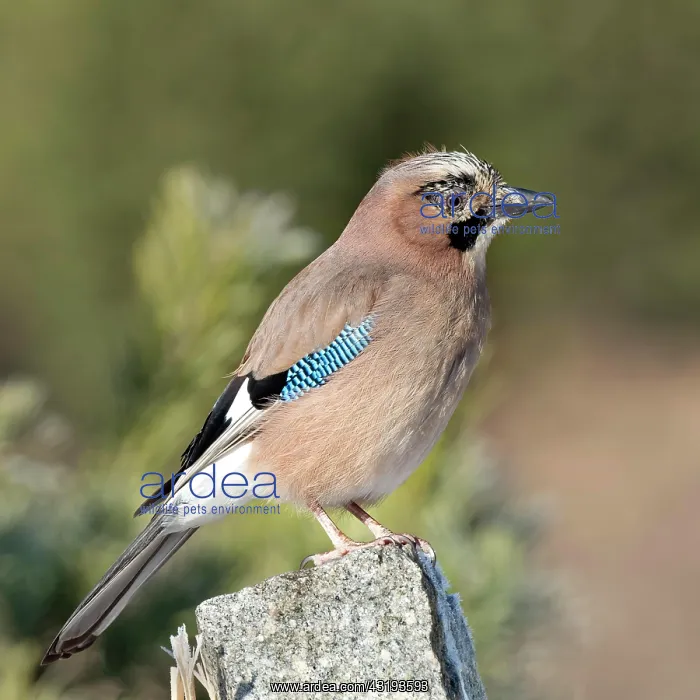 : Eurasian jay (Garrulus glandarius) sitting on boundary : Eurasian jay (Garrulus glandarius) sitting on boundary