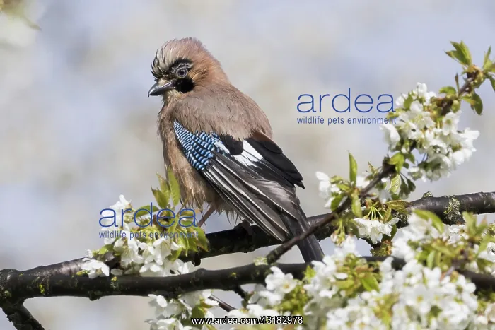 : Eurasian jay (Garrulus glandarius) sitting on branch : Eurasian jay (Garrulus glandarius) sitting on branch