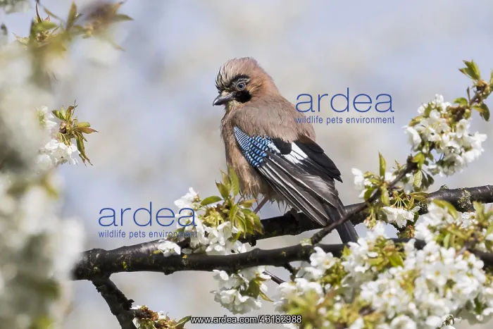 : Eurasian jay (Garrulus glandarius) sitting on branch : Eurasian jay (Garrulus glandarius) sitting on branch